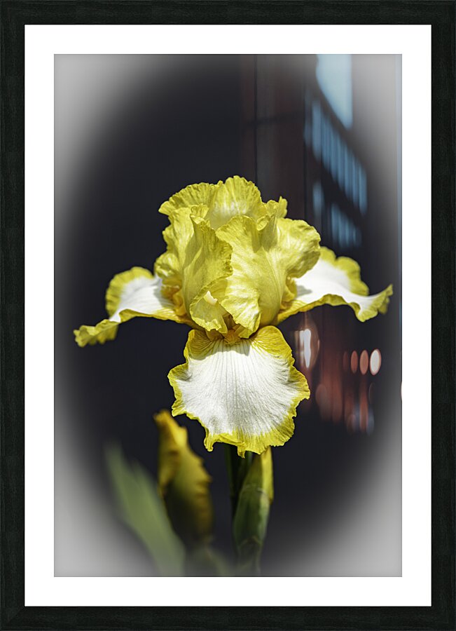 Iris Yellow Iris wv Edit copy Picture Frame print