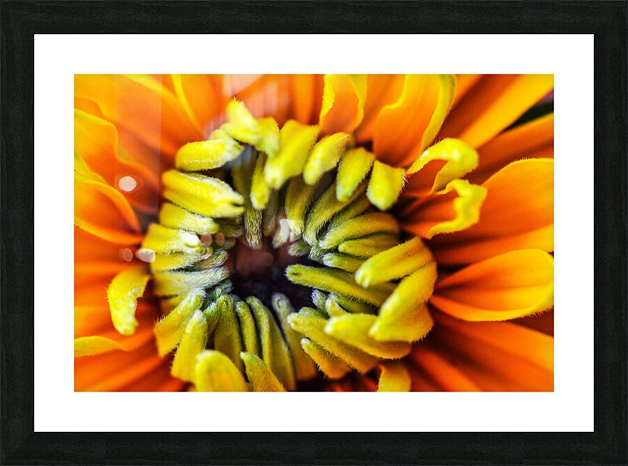 FUZZY WUZZY Picture Frame print