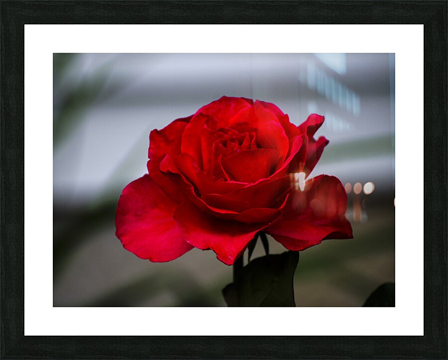 ROSIE Picture Frame print