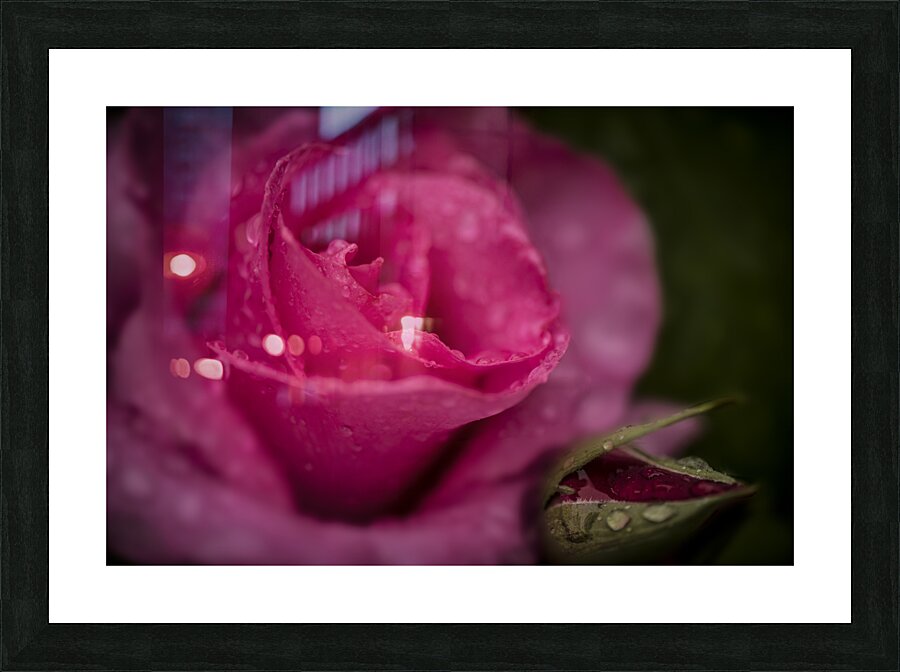 McCartney Rose Picture Frame print
