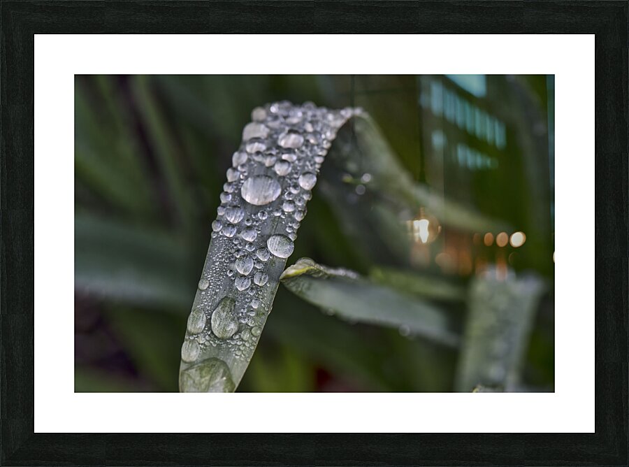 RAIN DROPS Picture Frame print