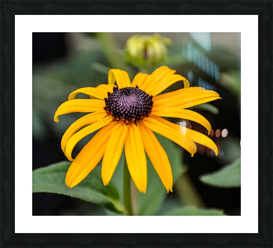 rudibeckia Picture Frame print