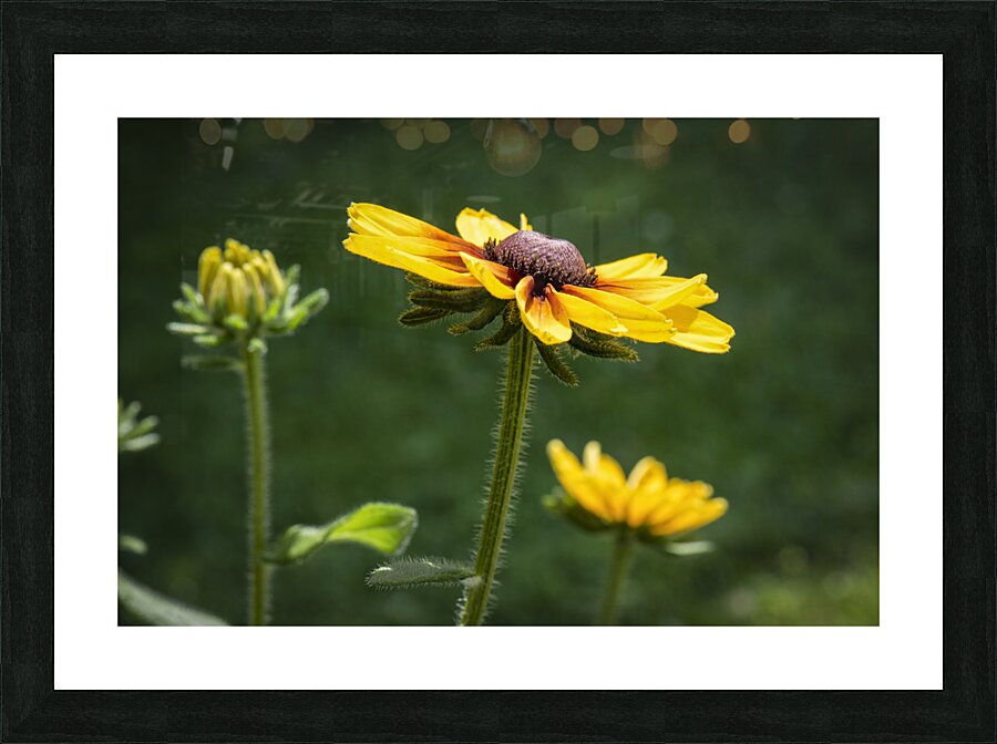 SIDE GLANCE PF03526 Picture Frame print