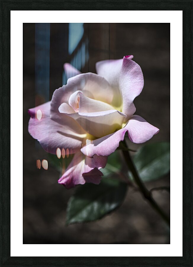 PRISTINE ROSE  DSC 8594 Picture Frame print