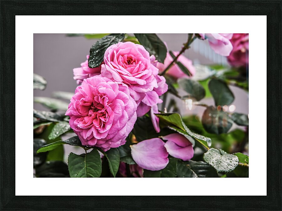 ROSY Picture Frame print