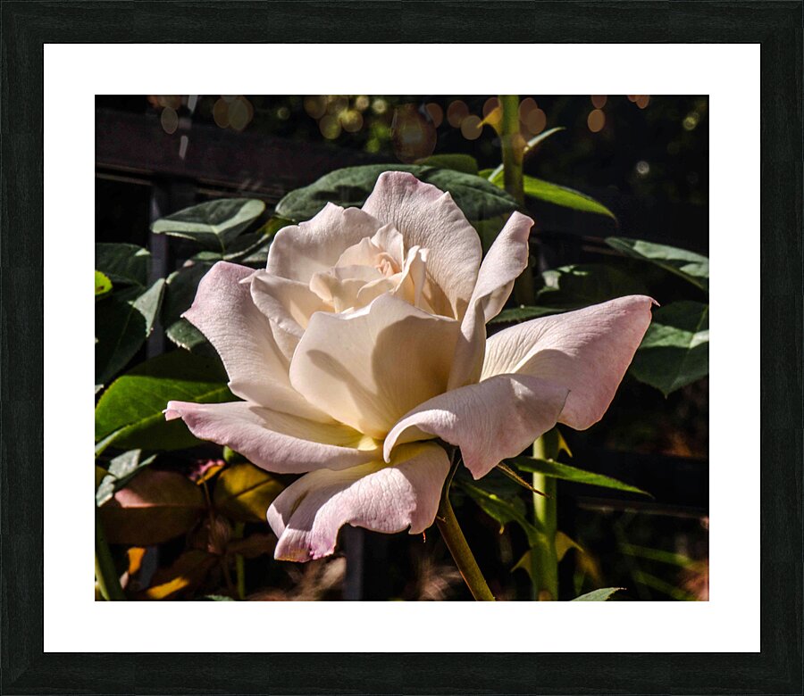 PRISTINE JPG Picture Frame print