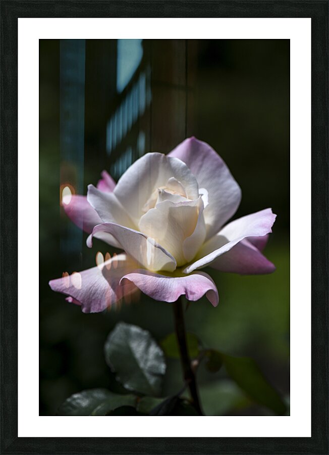 PRISTINE ROSE 2 DSC 8593 Edit Picture Frame print
