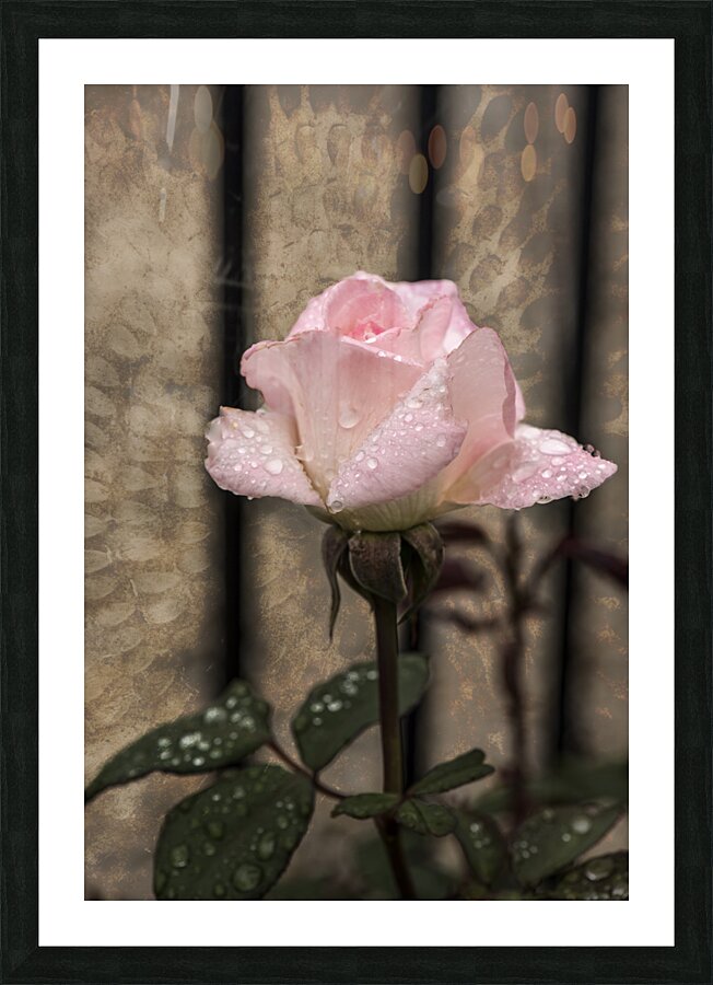 SINGLE PRISTINE Picture Frame print