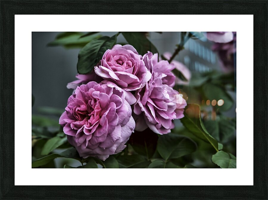 TOO ROSY Picture Frame print