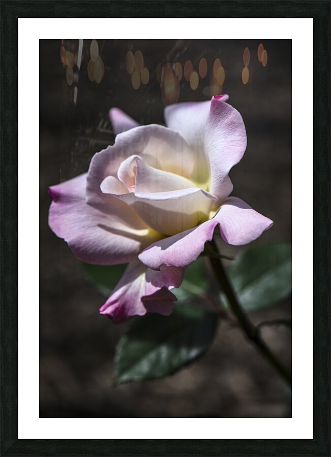 PRISTINE ROSE DSC 8594 Picture Frame print
