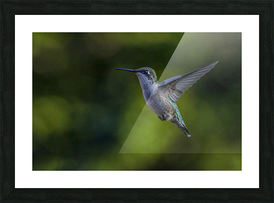 HUMMINGBIRD-PASSING THROUGH Picture Frame print