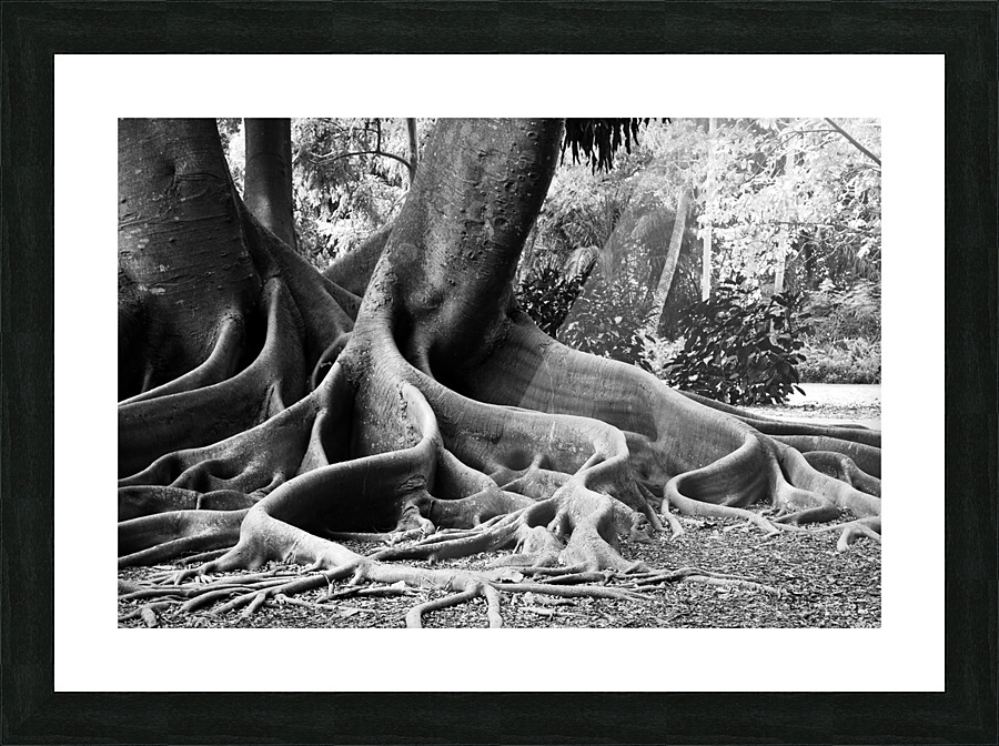 BIG ROOTS BW Picture Frame print