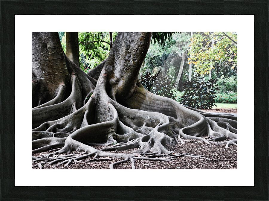 BIG ROOTS Picture Frame print