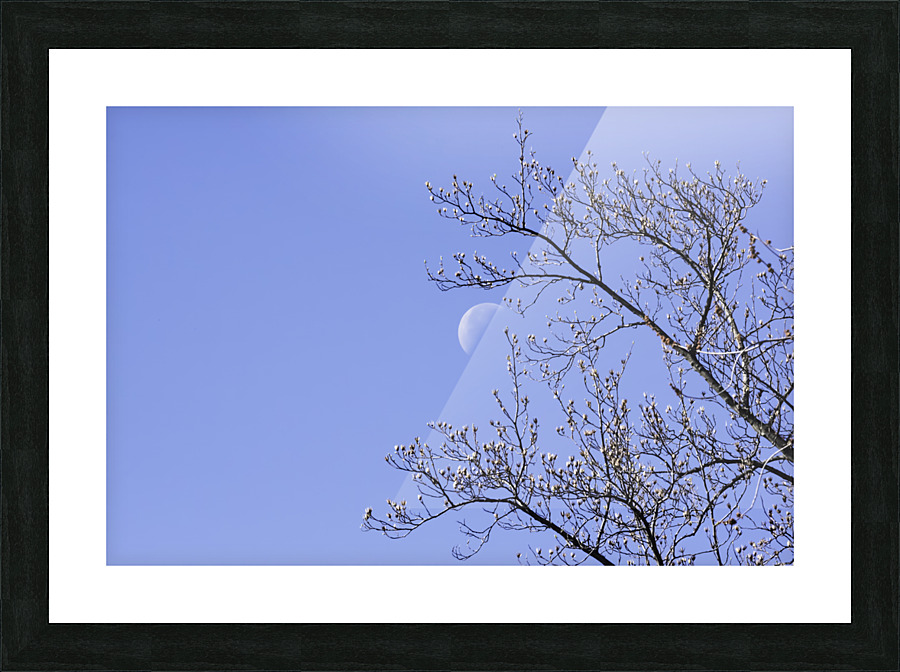 MORNING MOON Picture Frame print