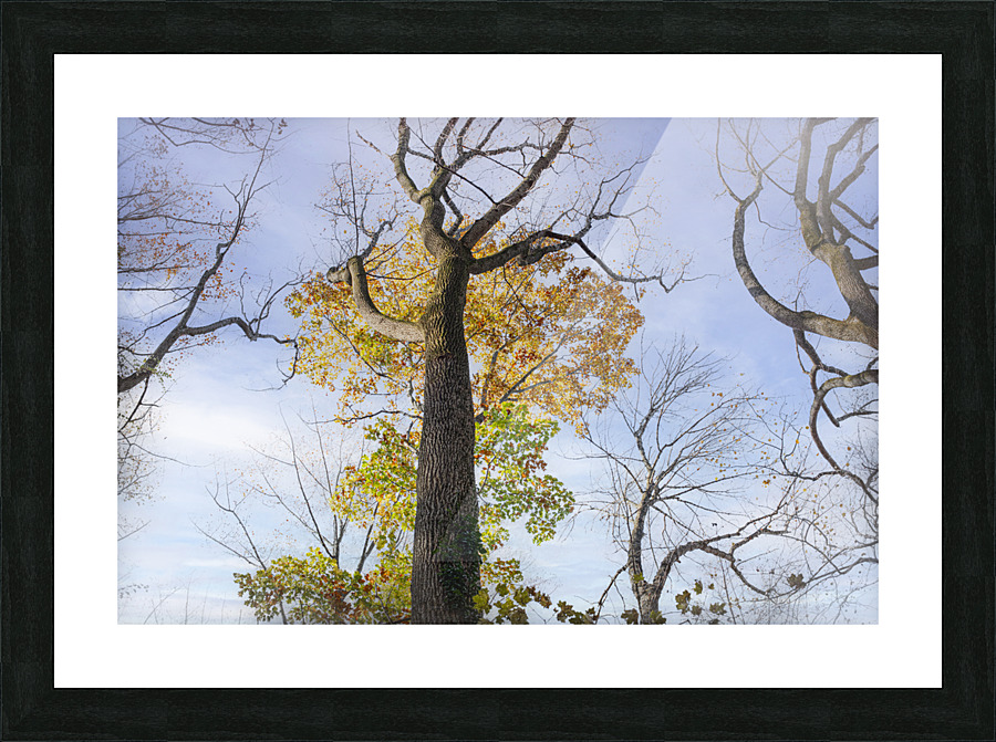 Trees-Almost Bare Picture Frame print