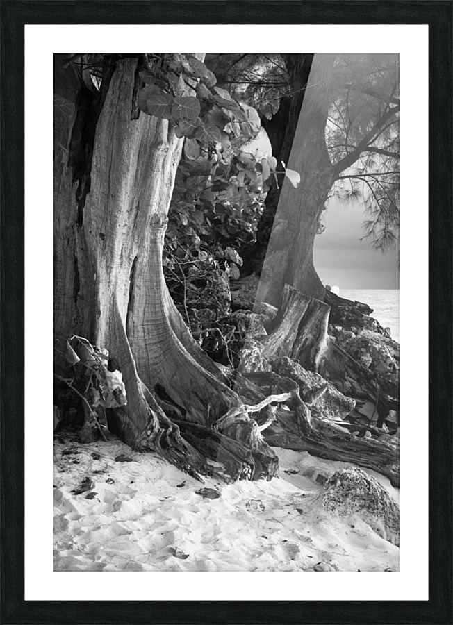 TWISTED ROOTS DSC 7417 Picture Frame print