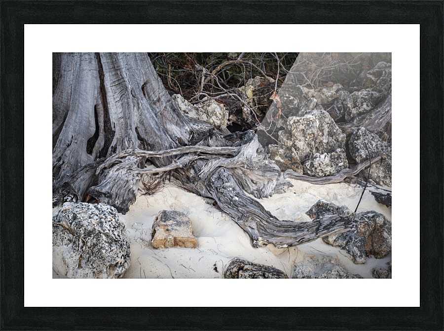 WEATHERED TRUNKS DSC 7333 Picture Frame print