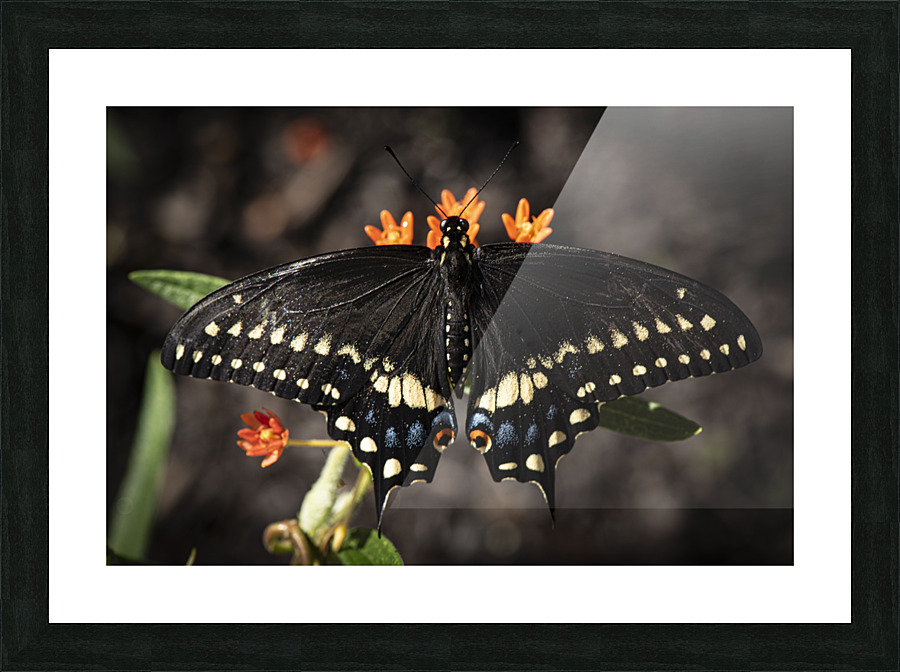 Butterfly-Eastern Black Swallowtail Picture Frame print