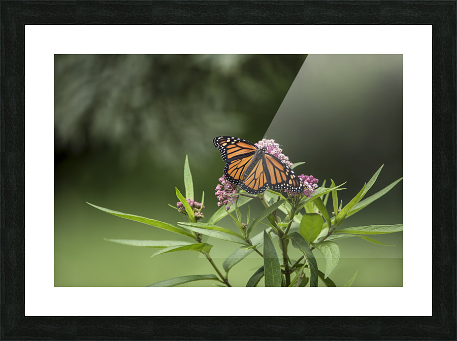 ELEGANCE  PF03121 Picture Frame print