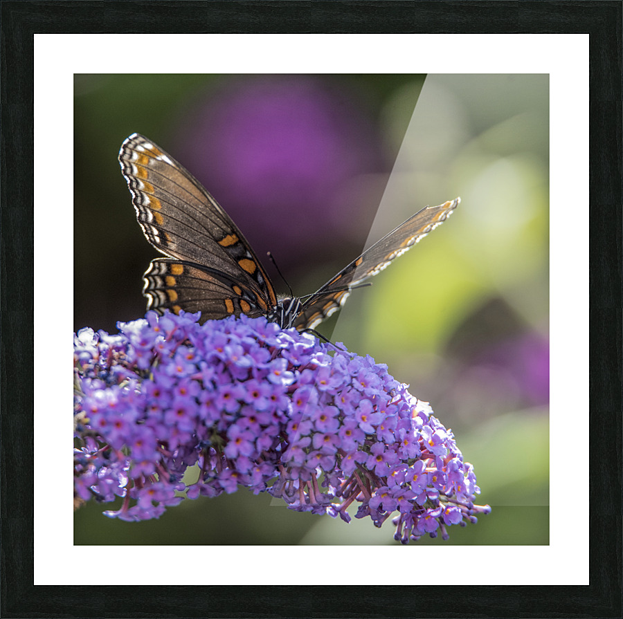 INTOXICATING  PF03239 Picture Frame print