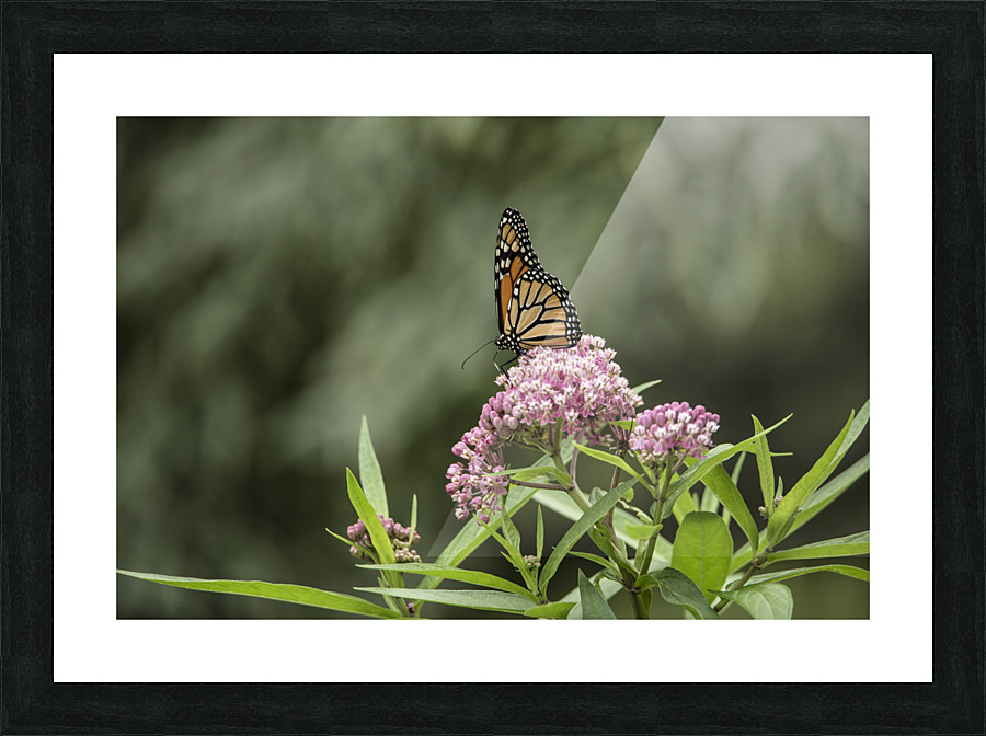 PROFILE 2 PF03163 Picture Frame print