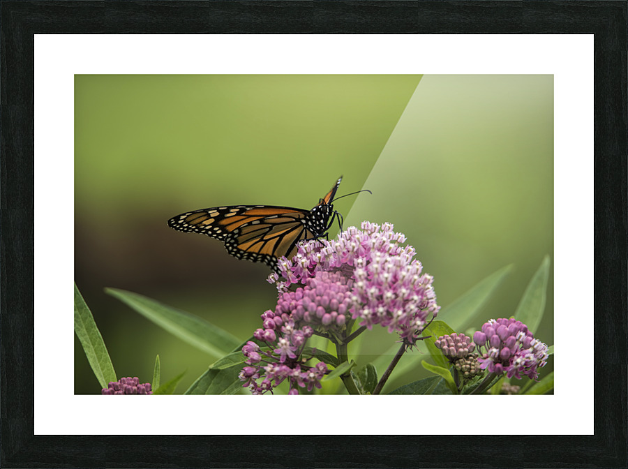 PROFILE PF03143 Picture Frame print