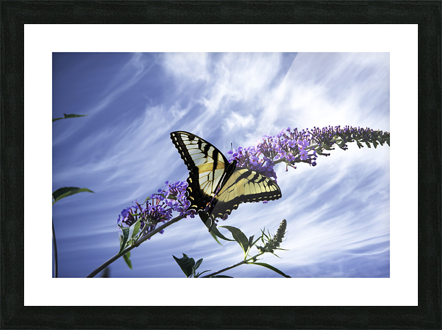 RESTING PF0 9335 Picture Frame print