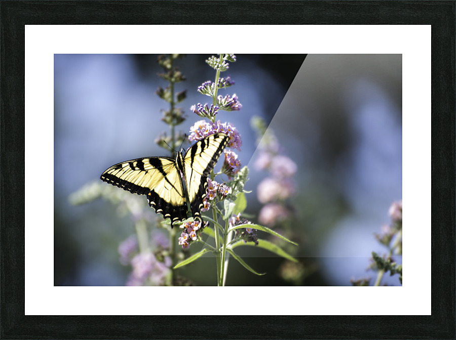 SPREAD YOUR WINGS PF0 9505 Picture Frame print