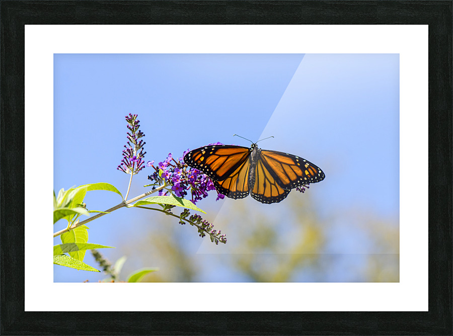 SUNNING  DSC 3663 Picture Frame print
