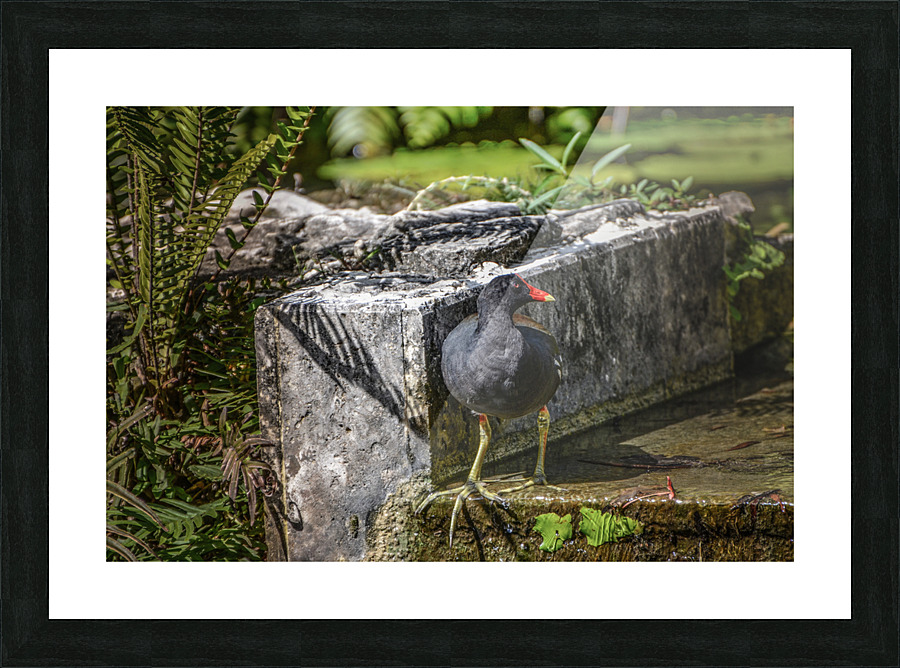 COMMOM MOORHEN Picture Frame print