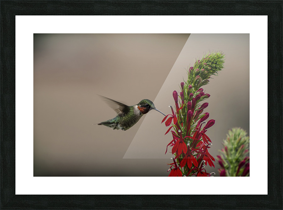 HANDSONE DUDE Picture Frame print