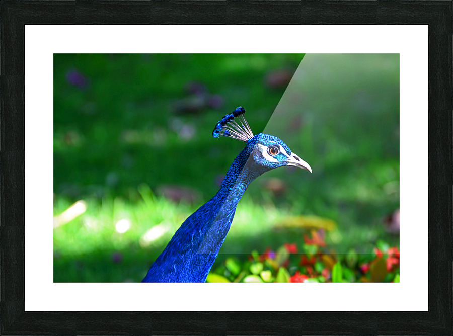 HEAD SHOT Picture Frame print