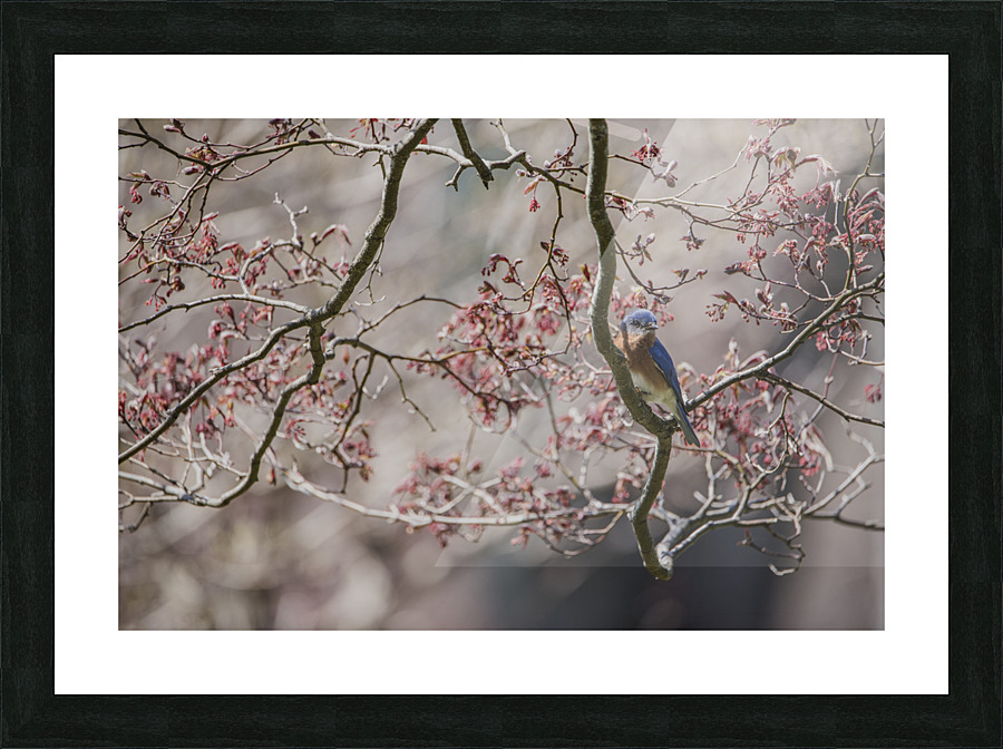 NEST SCOUTING  PF02438 Picture Frame print