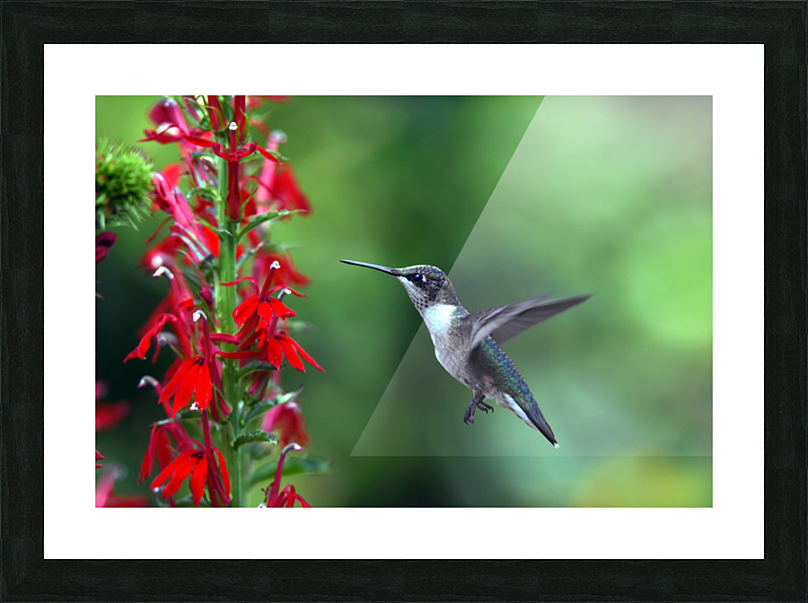 PICTURE PERFECT Picture Frame print