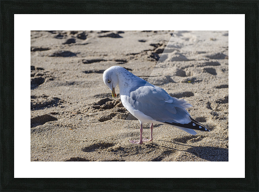 SORRY Picture Frame print