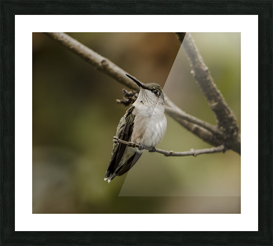 WATCHING FOR INVADERS DSC 3711 Picture Frame print