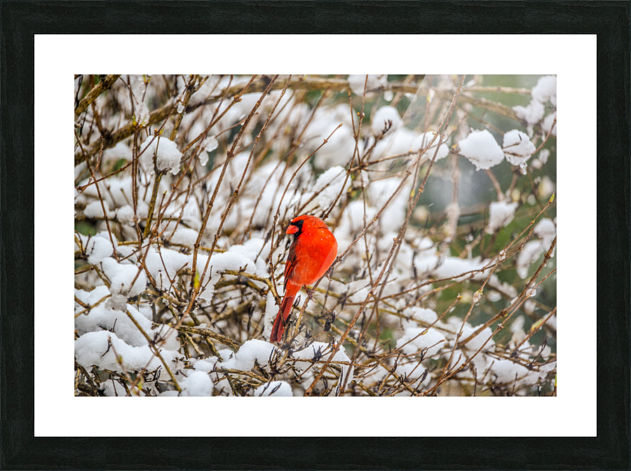 WINTER CARDINAL 8414 Picture Frame print