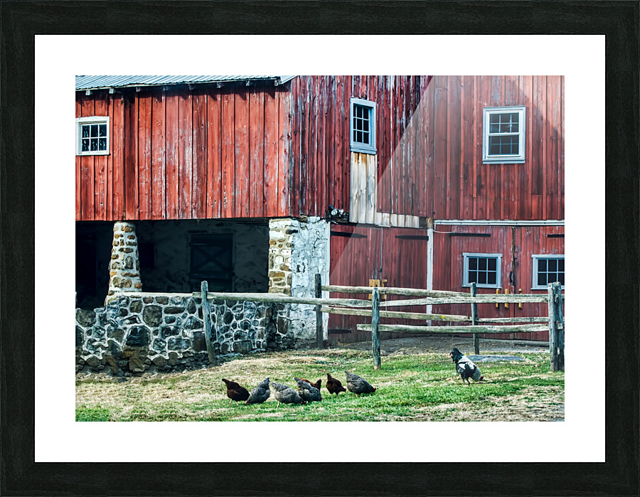 CHESTER COUNTY CHICKENS Picture Frame print