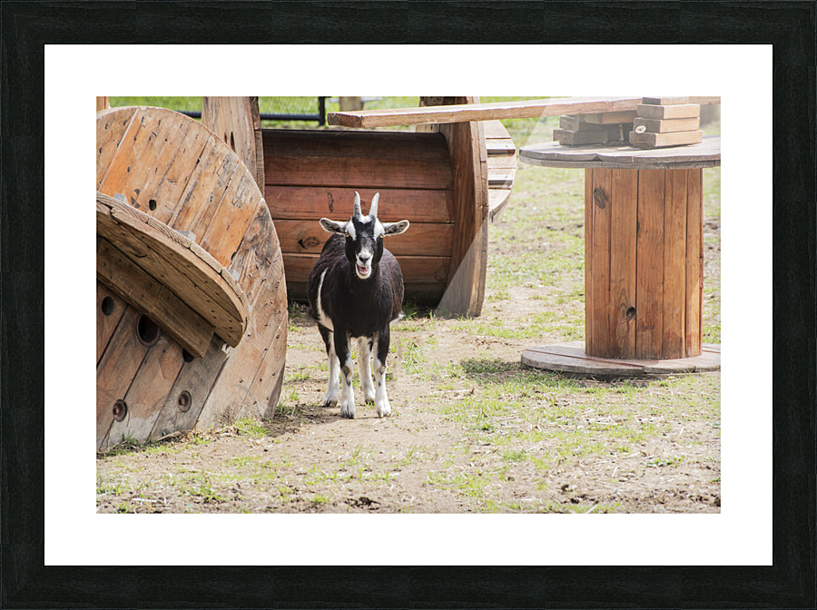 SECOND IN COMMAND PF02386 Picture Frame print