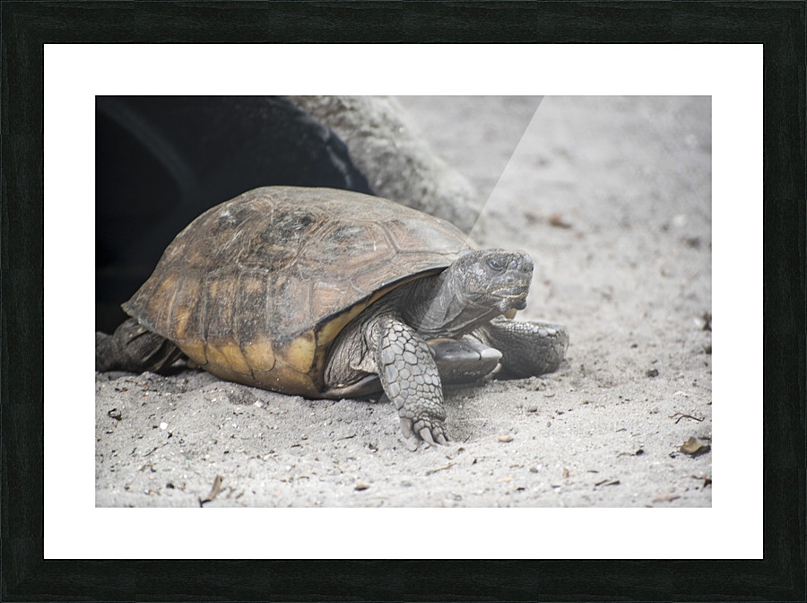 SLEEPY  DSC 1206 Picture Frame print