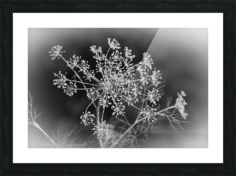 DILLY DILLY PF03058 1 Picture Frame print