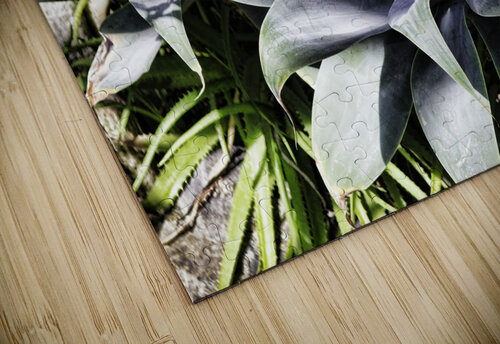 ALOE JMWolinsky Photography puzzle