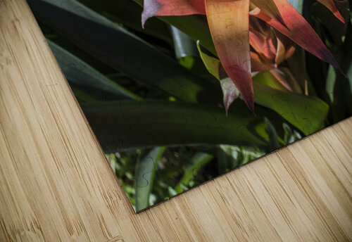 BROMELIADS  DSC 2500 JMWolinsky Photography puzzle
