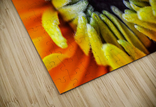 FUZZY WUZZY JMWolinsky Photography puzzle