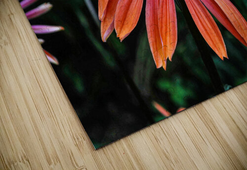 SPICY JMWolinsky Photography puzzle