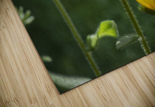 SIDE GLANCE PF03526 JMWolinsky Photography puzzle