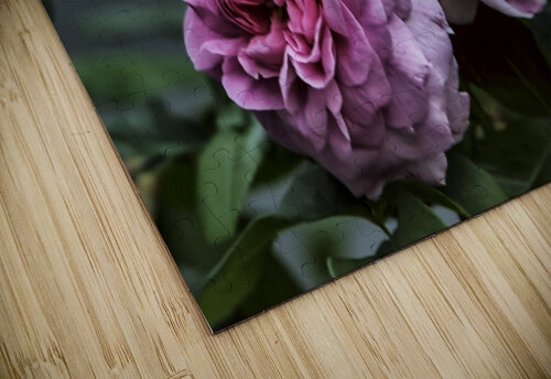 TOO ROSY JMWolinsky Photography puzzle