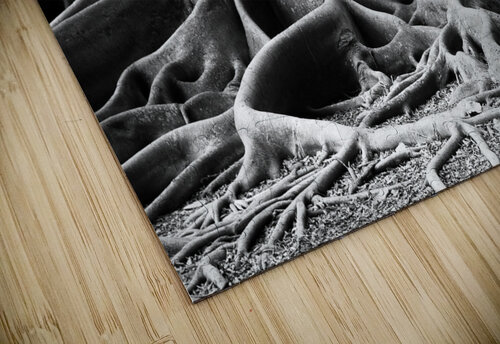 BIG ROOTS BW JMWolinsky Photography puzzle