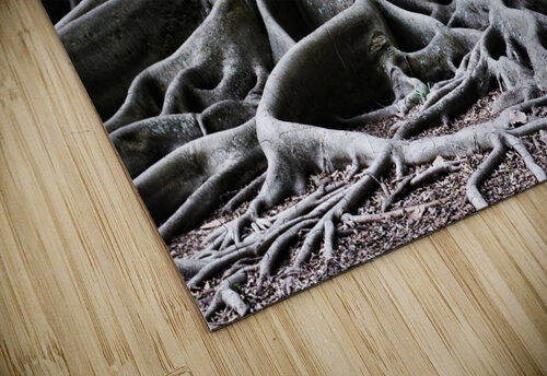 BIG ROOTS JMWolinsky Photography puzzle