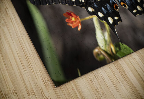 Butterfly-Eastern Black Swallowtail JMWolinsky Photography puzzle